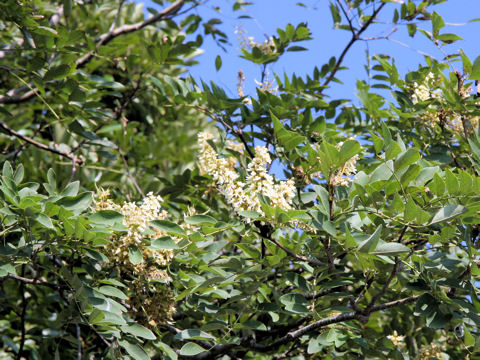 Maackia amurensis ssp. buergeri