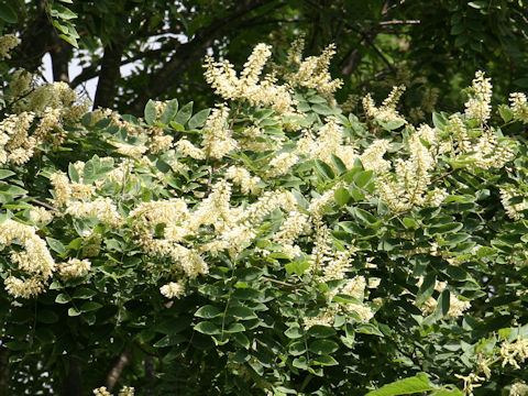 Maackia amurensis ssp. buergeri