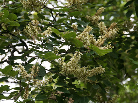 Maackia amurensis ssp. buergeri