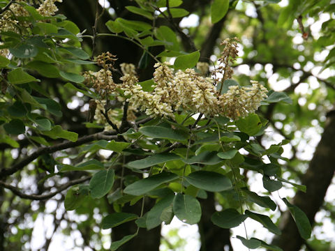 Maackia amurensis ssp. buergeri