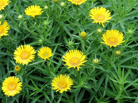 Inula ensifolia