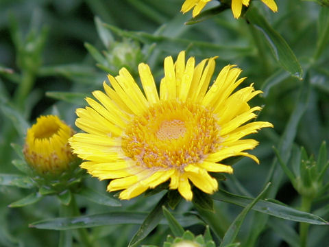 Inula ensifolia