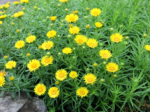 Inula ensifolia