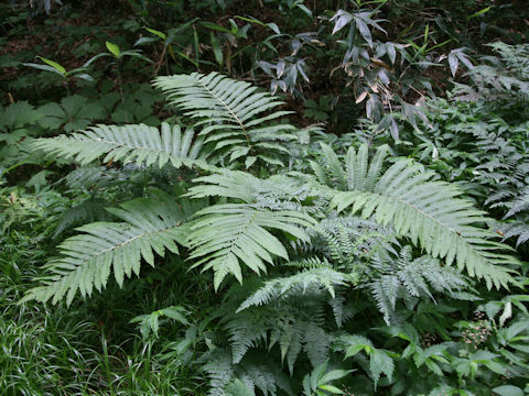 Onoclea orientalis