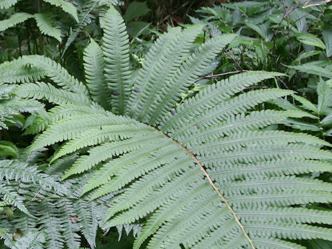 Onoclea orientalis