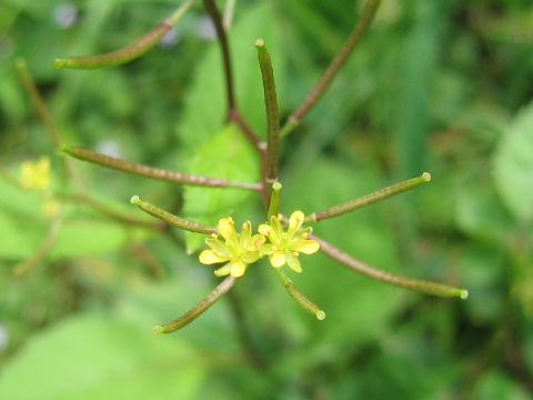 Rorippa indica