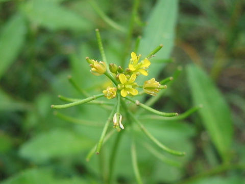 Rorippa indica