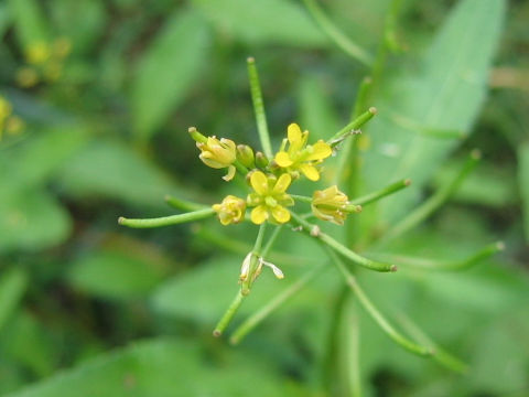 Rorippa indica