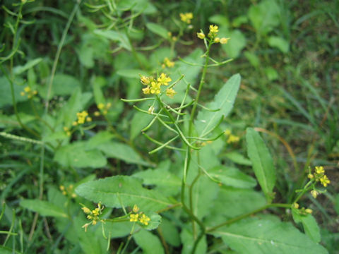 Rorippa indica