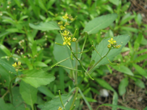 Rorippa indica