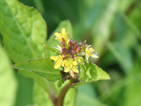 Rorippa indica