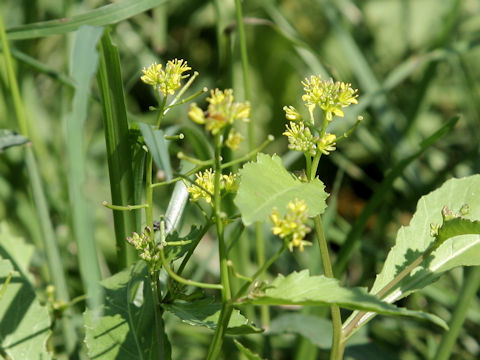 Rorippa indica