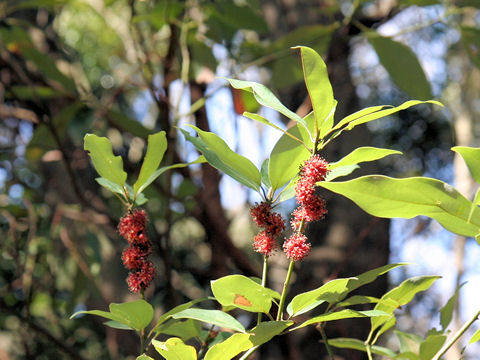 Neolitsea aciculata