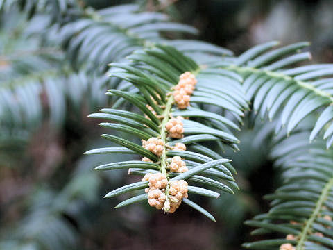 Cephalotaxus harringtonia