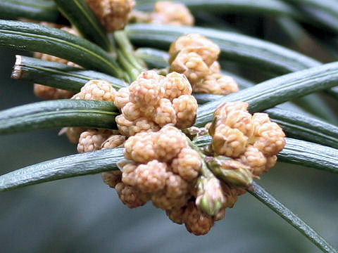 Cephalotaxus harringtonia