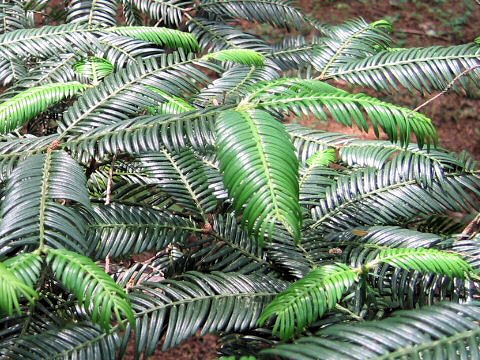 Cephalotaxus harringtonia