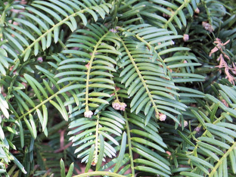 Cephalotaxus harringtonia