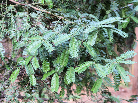 Cephalotaxus harringtonia