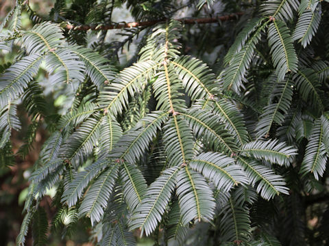 Cephalotaxus harringtonia