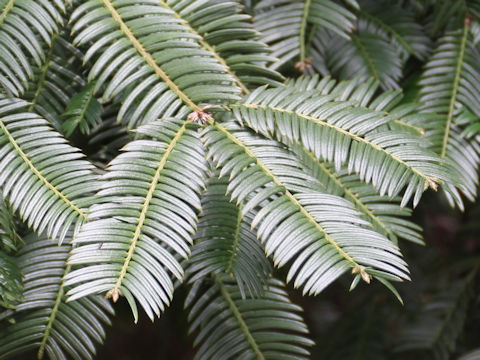 Cephalotaxus harringtonia