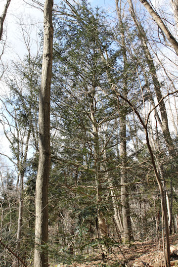 Cephalotaxus harringtonia