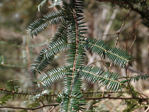 Cephalotaxus harringtonia