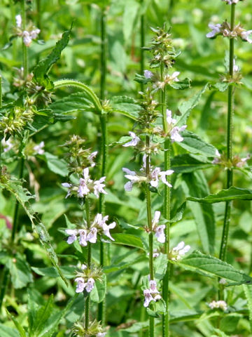 Stachys riederi var. intermedia