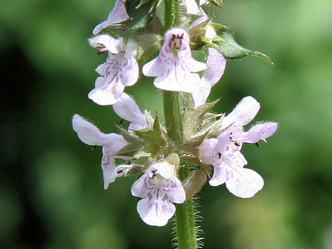 Stachys riederi var. intermedia