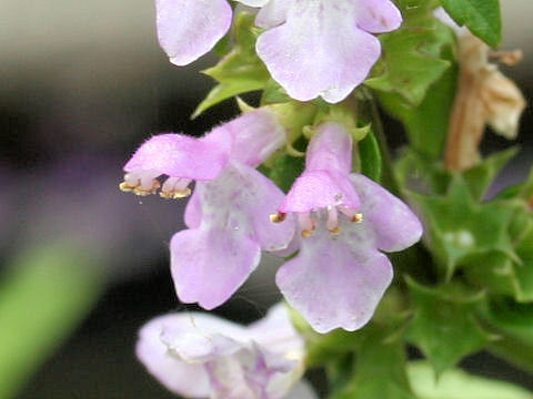 Stachys riederi var. intermedia