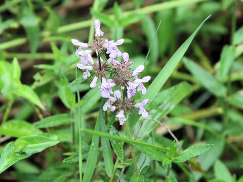 Stachys riederi var. intermedia