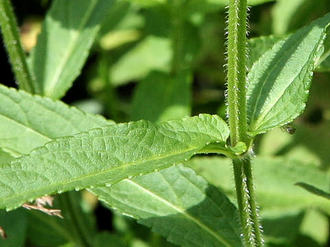 Stachys riederi var. intermedia