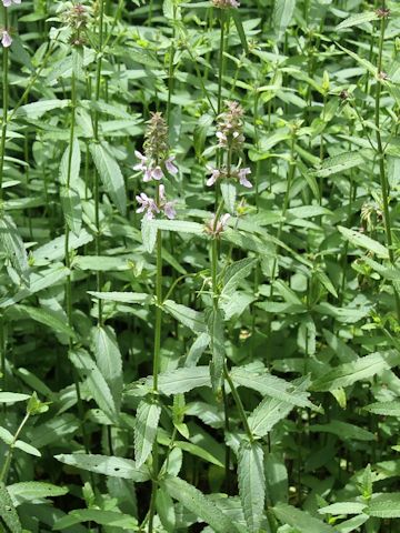 Stachys riederi var. intermedia