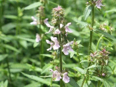 Stachys riederi var. intermedia