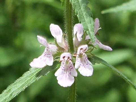 Stachys riederi var. intermedia