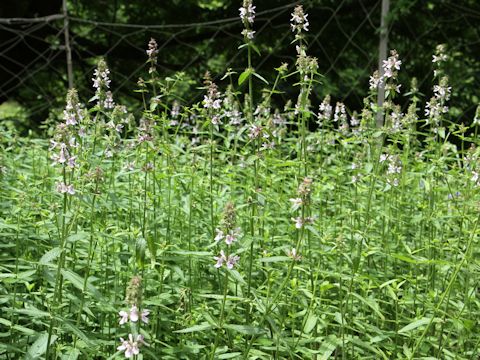 Stachys riederi var. intermedia