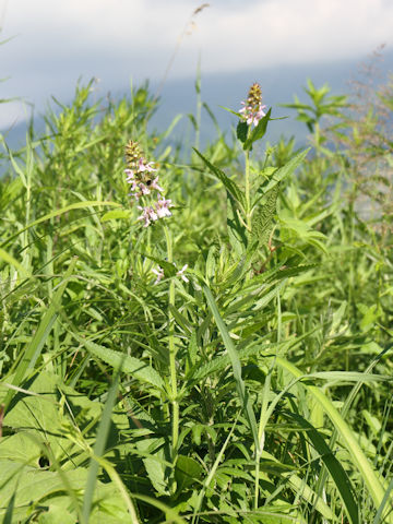 Stachys riederi var. intermedia