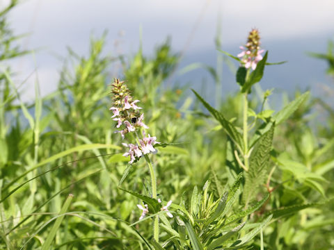 Stachys riederi var. intermedia