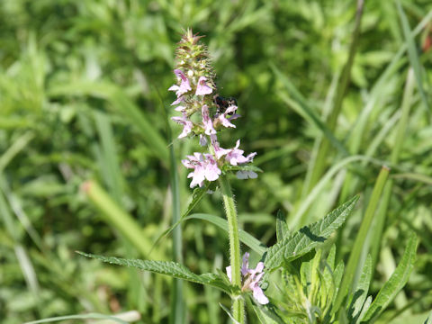 Stachys riederi var. intermedia