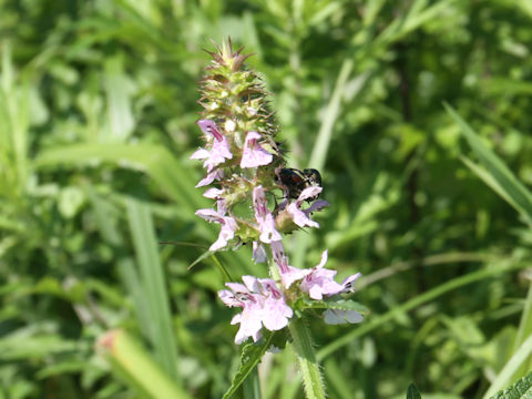 Stachys riederi var. intermedia