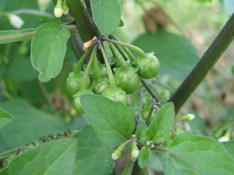 Solanum nigrum