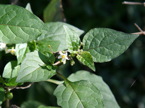 Solanum nigrum