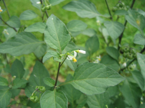 Solanum nigrum