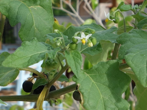 Solanum nigrum