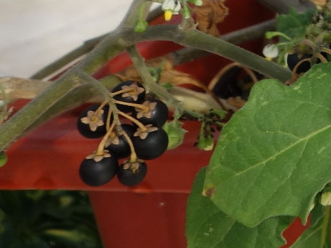 Solanum nigrum