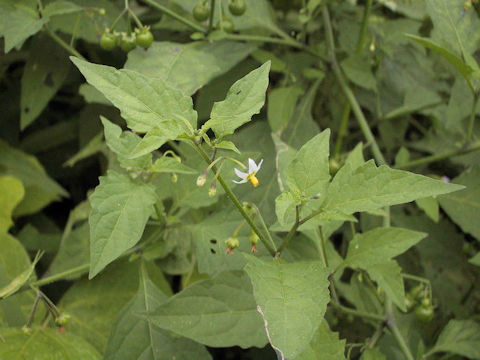 Solanum nigrum