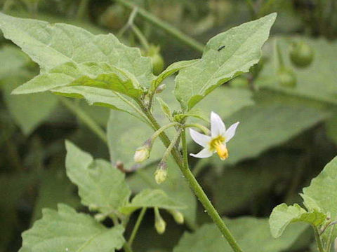 Solanum nigrum