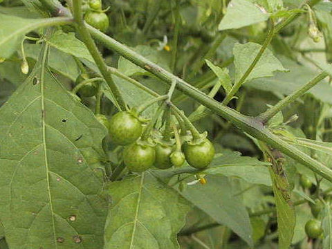 Solanum nigrum