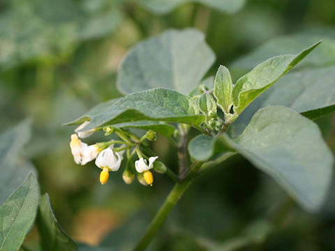 Solanum nigrum
