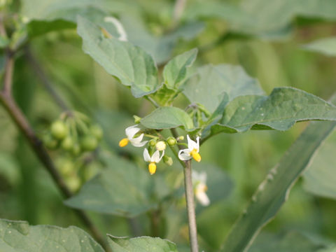 Solanum nigrum
