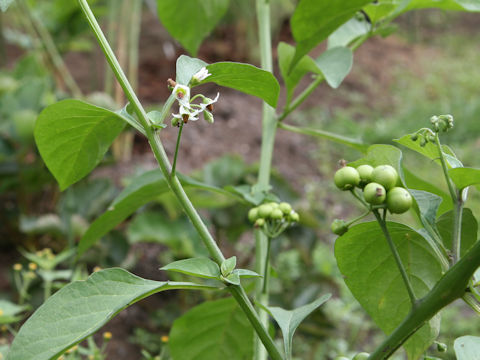 Solanum nigrum